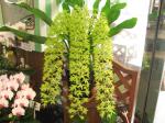 涼しげ蘭|「フラワーショップ　ジョージ」　（神奈川県横浜市緑区の花屋）のブログ