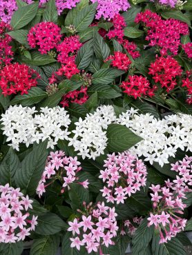 雨はいつ降るか・・・｜「フラワーショップ　ジョージ」　（神奈川県横浜市緑区の花キューピット加盟店 花屋）のブログ