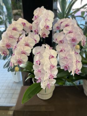 胡蝶蘭|「フラワーショップ　ジョージ」　（神奈川県横浜市緑区の花屋）のブログ